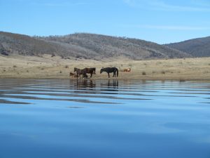 Brumbies blog s