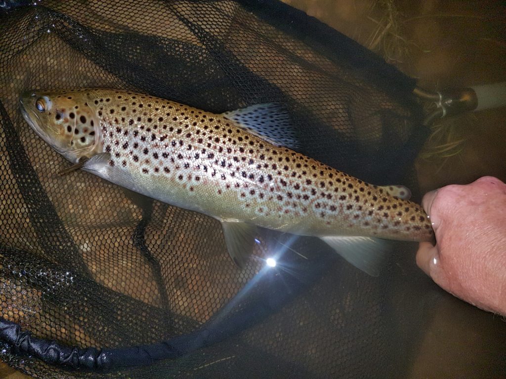 A beautiful Providence brown