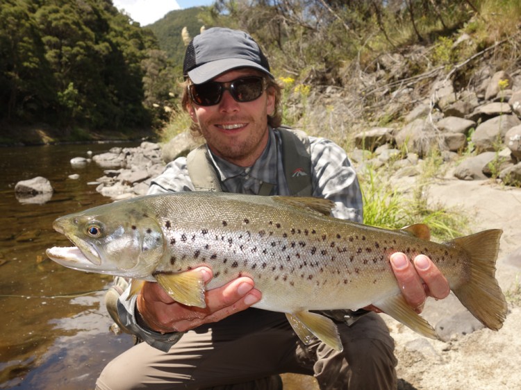 A healthy Mohaka brown.