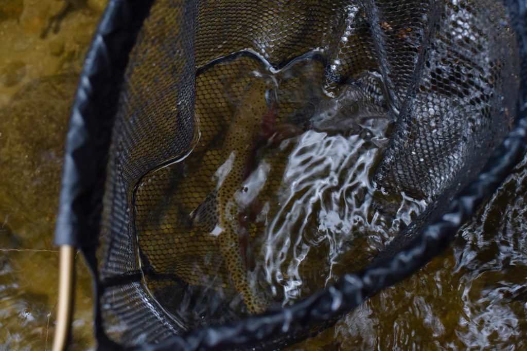 The Taggerty trout blend in perfectly.