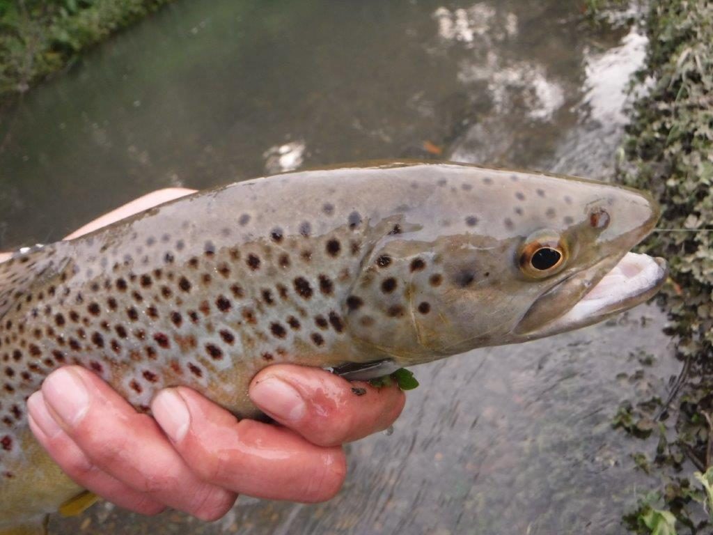 Pretty good for a small stream!