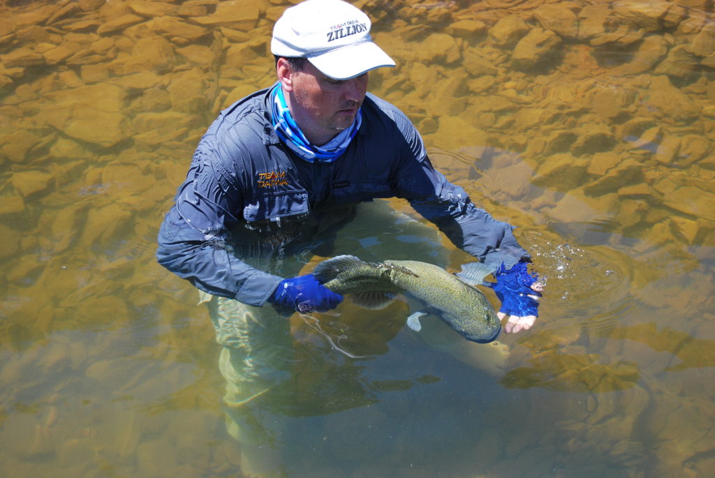 Fisheries' Marc Ainsworth going to some trouble to safely relaese a nice cod.