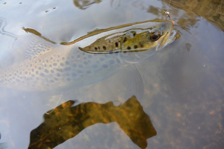 A brownie on the nymph from the middle of a deep, almost flowless pool on the upper Mitta Mitta River.