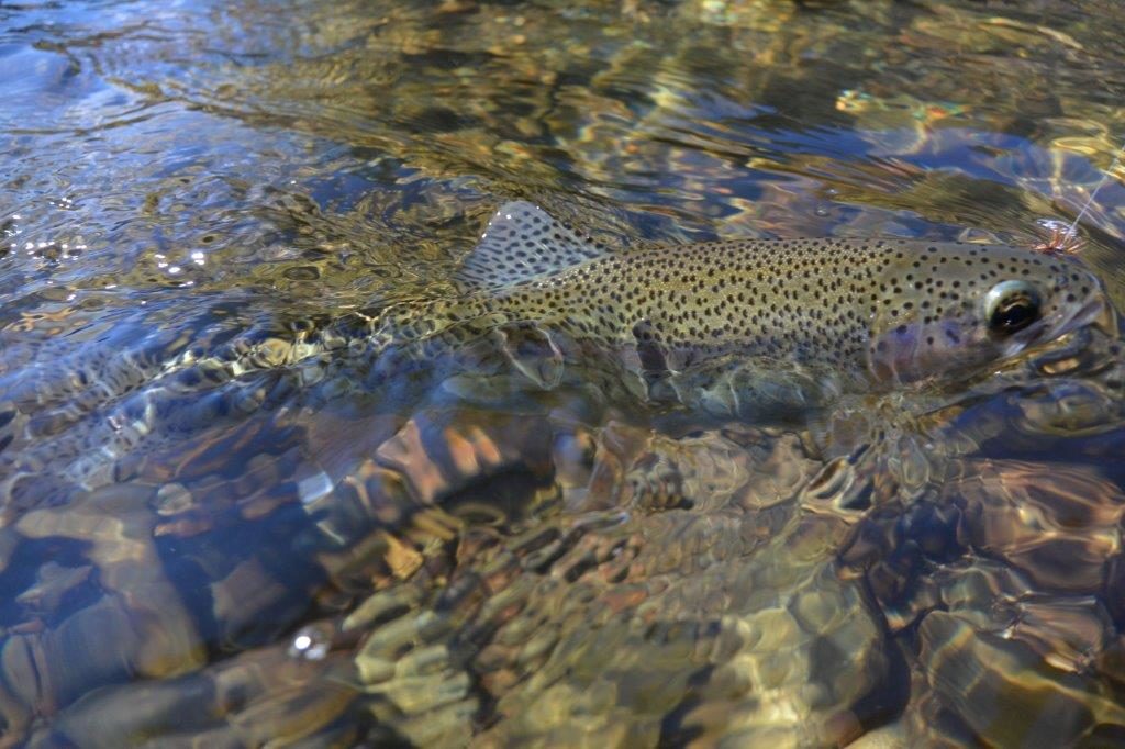 Nariel Creek tainbow during a dozen-an-hour session in April.