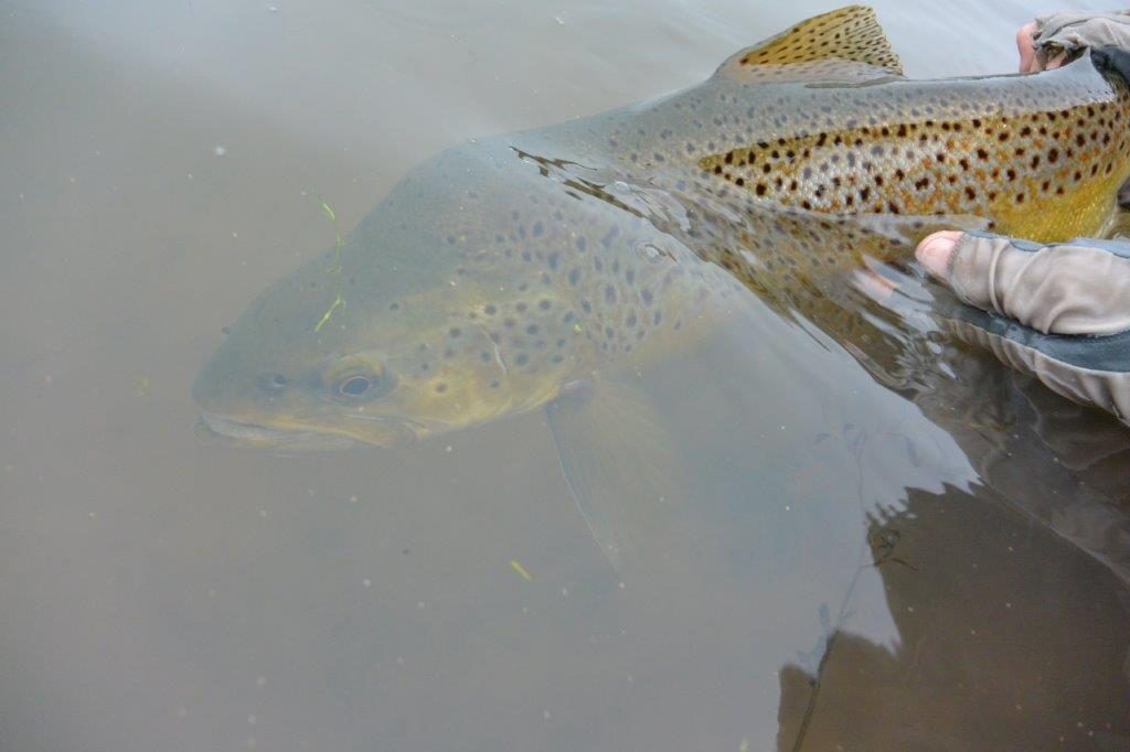 A nice nymph feeder is released to fight another day.