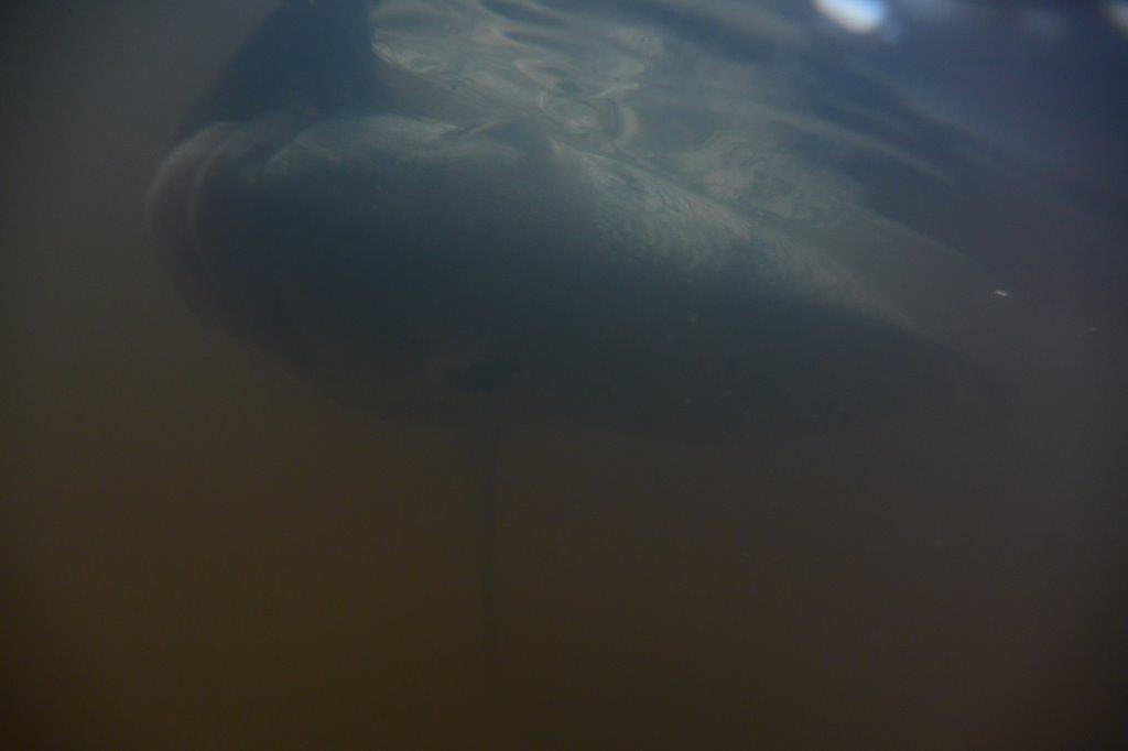 This underwater pic, taken in full sunlight early afternoon, shows little apparent visibility bream need to find flies.