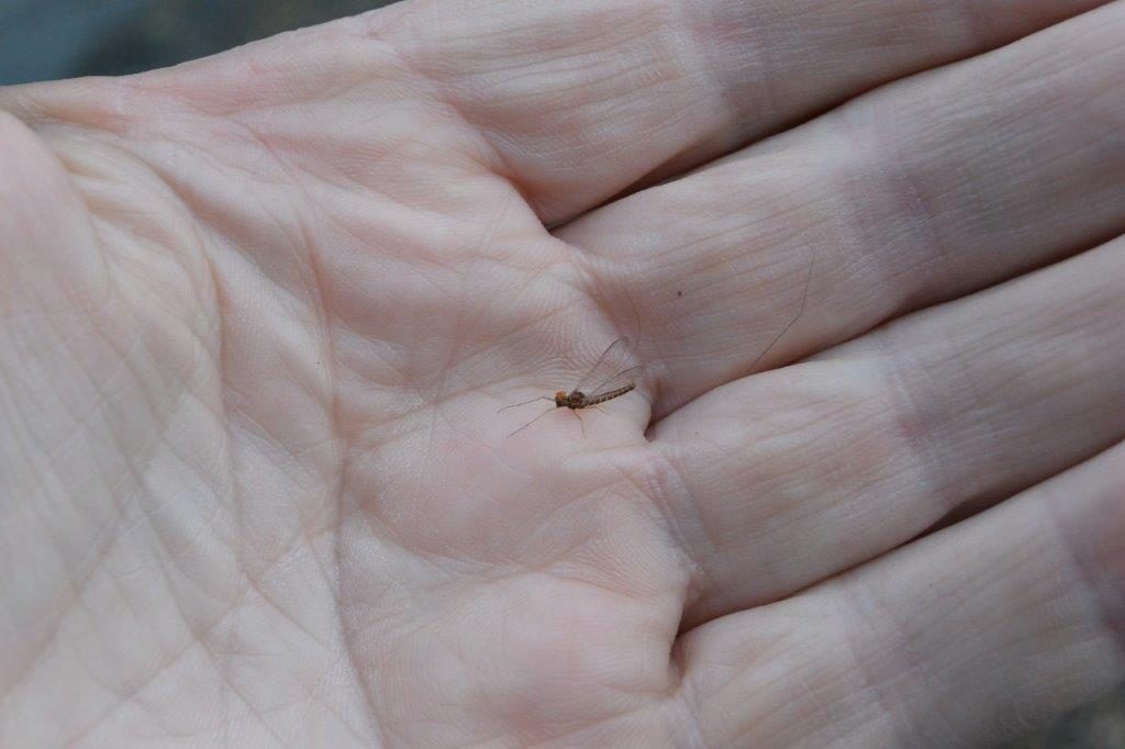 Goulburn spinner.