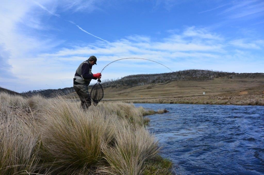 The Eucumbene River rainbows are mostly solid, strong fish recovering well after spawning - quite a handful in the fast currents.
