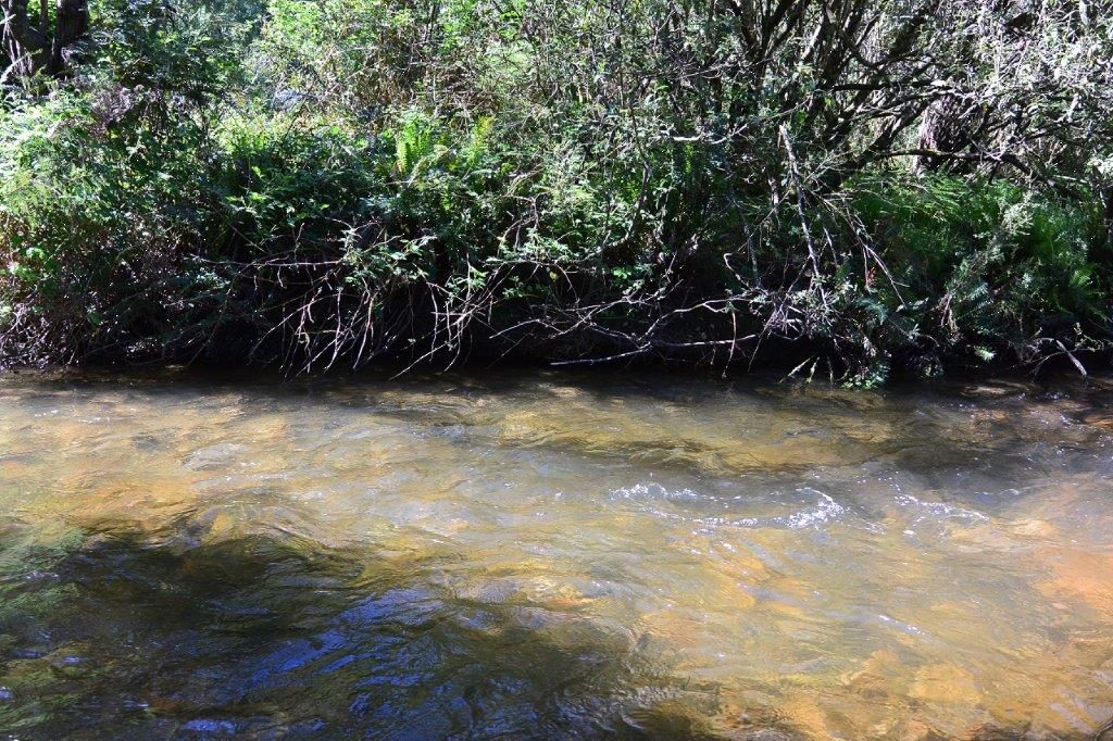 Ideal habitat on the upper Delatite last Friday. If we can create more decent places like this for trout to live further downstream, trout numbers will increase.