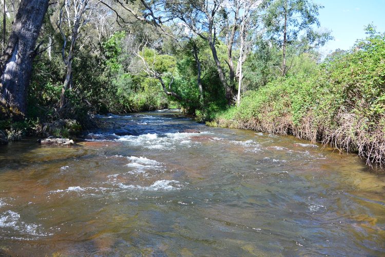 The Delatite above Merrijig was roaring along, but the trout still came to dry flies in the little patches of softer water.