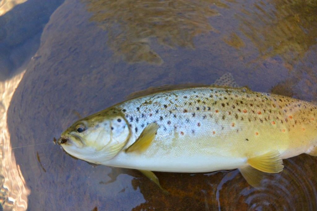 The Howqua 2½ pounder was a fat as any lake trout.