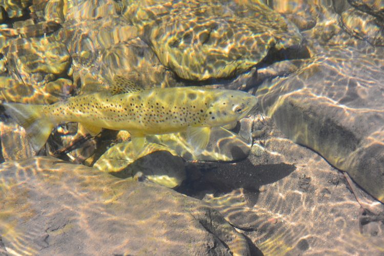 This fish (and a few others) were almost enough to take us back to the mid Howqua.