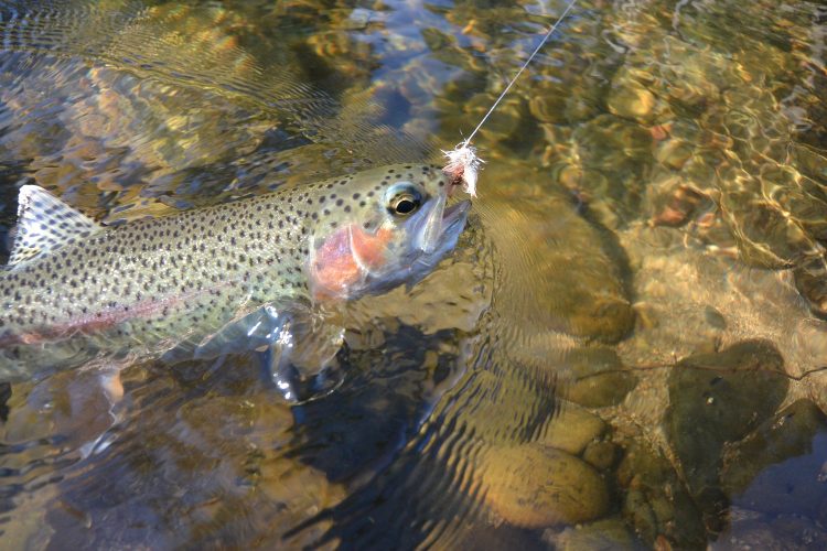Delatite rainbow on the Royal Stimulator.