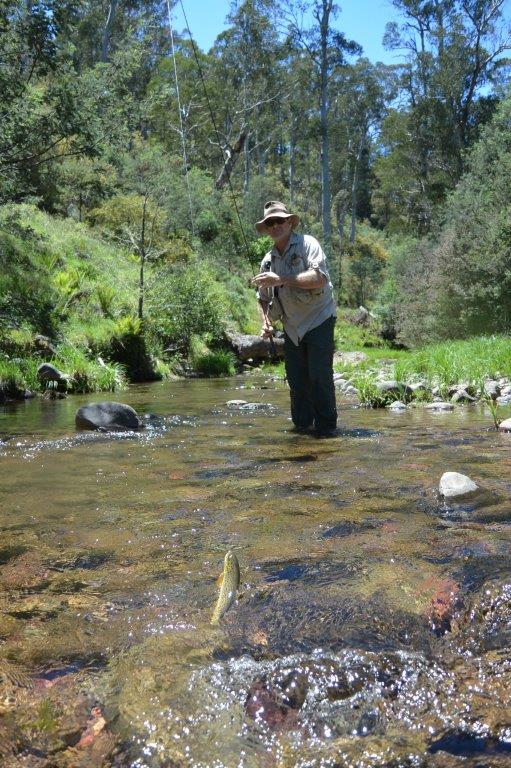 Mountain stream paradise, upper Howqua, December.