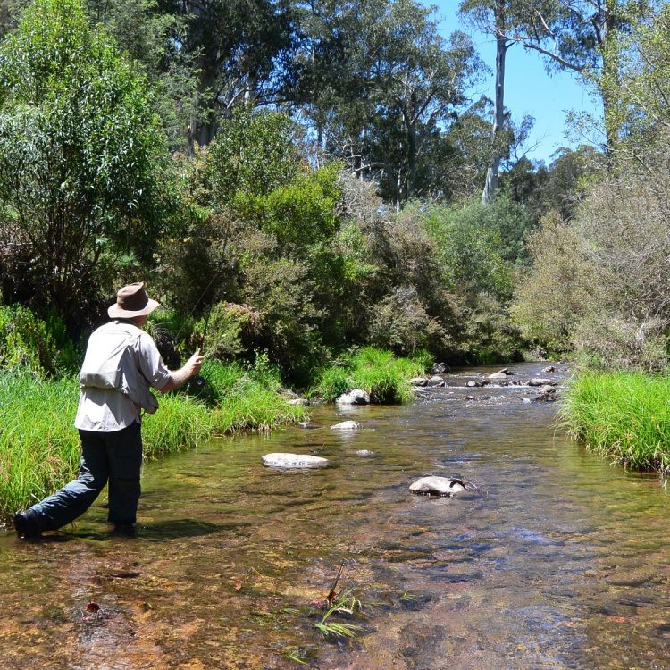 The young Howqua was simply full of fish.