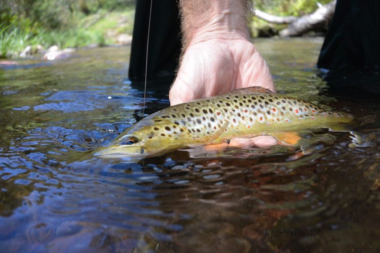There were some nice browns around on the King, and they preferred little caddis emergers. 