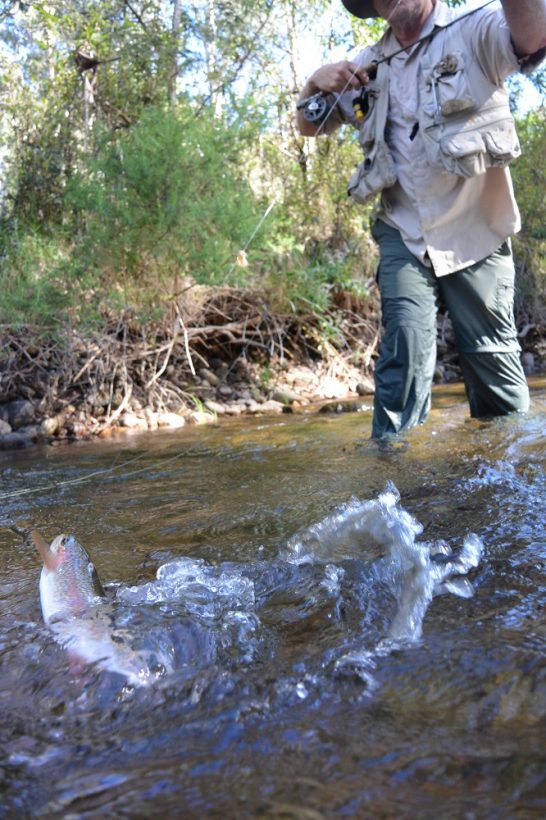 There were some nice browns around on the King, and they preferred little caddis emergers. 