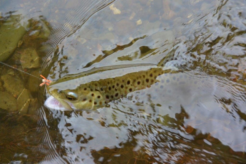 The Wee Creek Hopper was very successful, despite the intermittent rain and humidity.