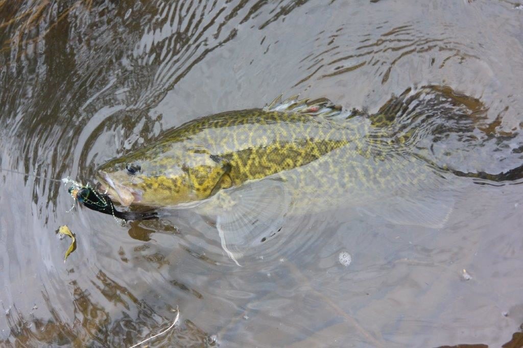 Miracle! A cod on Rob Meade's Huntsman (fly of the trip for me) in the first 15 minutes.