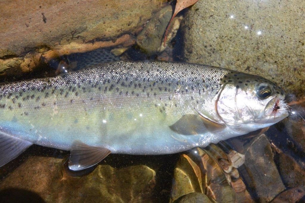 A rainbow not much bigger than a cod fly, but great fun all the same.
