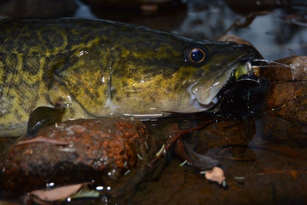 A cod on the Huntsman just as the sun was setting.