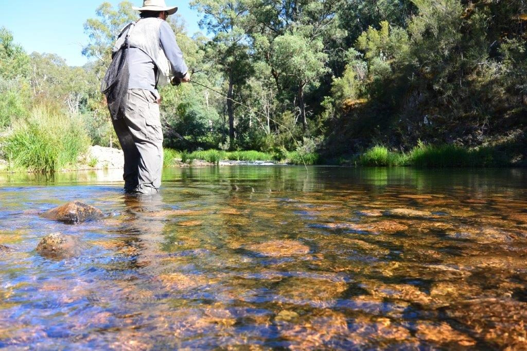 Back to the trout rod.