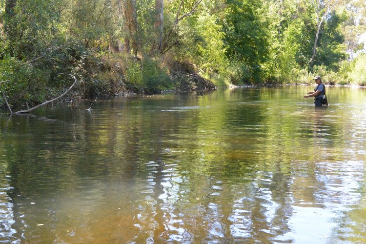 It turns out the streams in the Ovens catchment aren't just about trout.