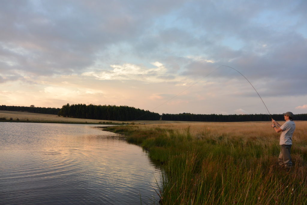 Nervous moments in the closing stages, when a lot of good trout are lost.