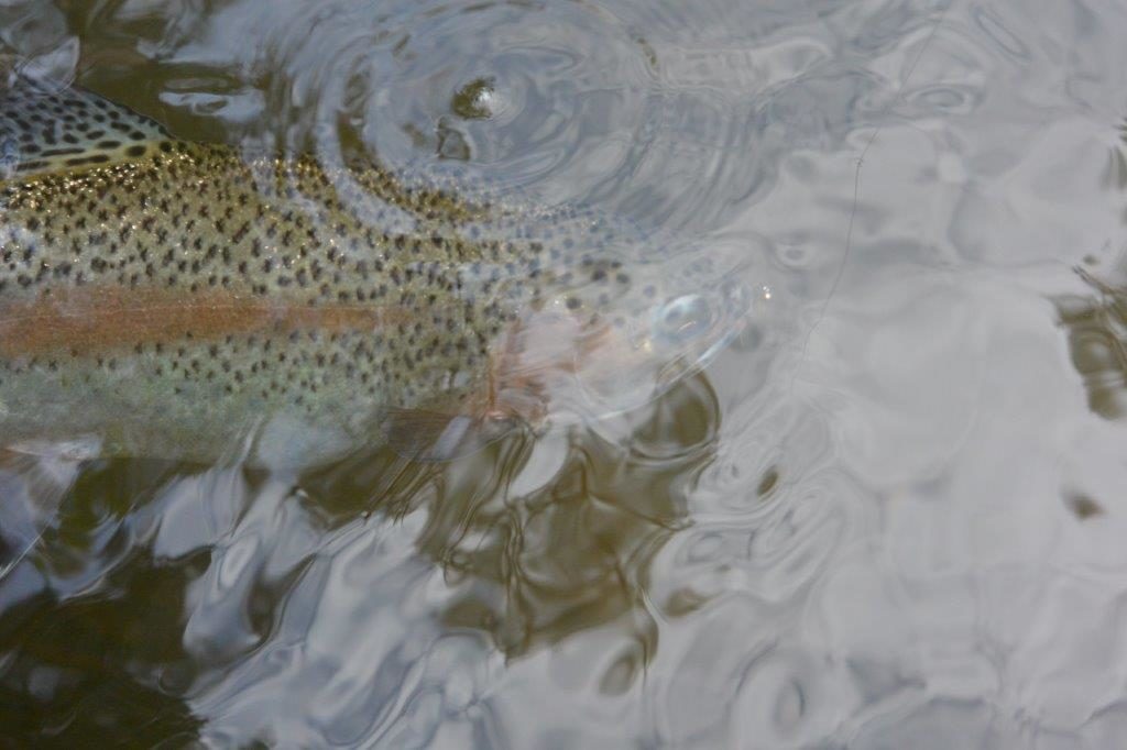 There were some solid fish among the smaller ones.