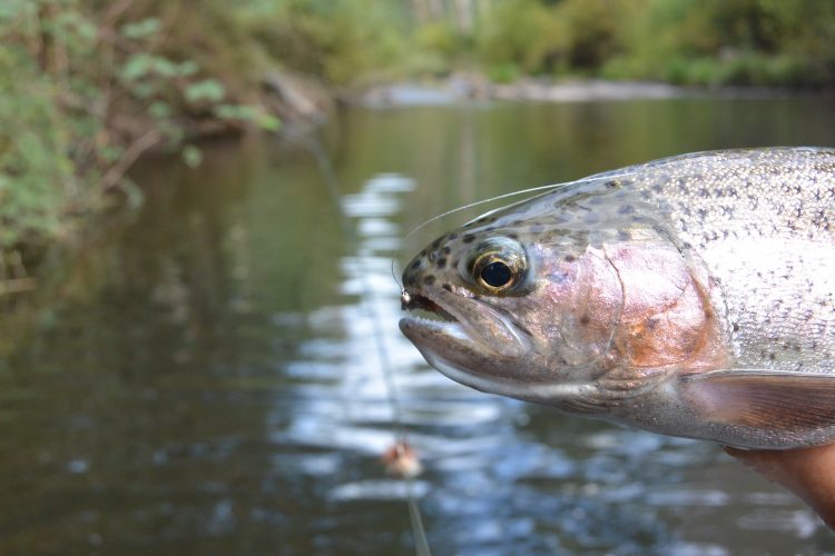 This Buffalo River rainbow came from a deep, almosty dead still pool. 