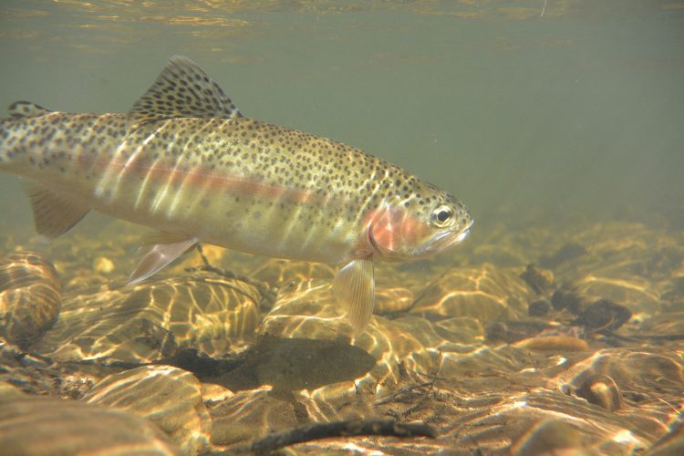 A nice rainbow pulled from an Ovens River logjam, using the 'Why not?' approach. 