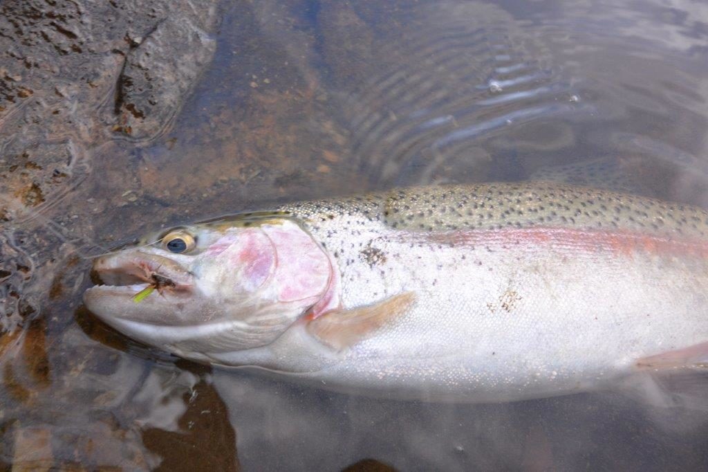 One of the better Cosgrave rainbows at around a kilo - this one took a Paradun with an orange mast to help me see it in the shade-mottled water.