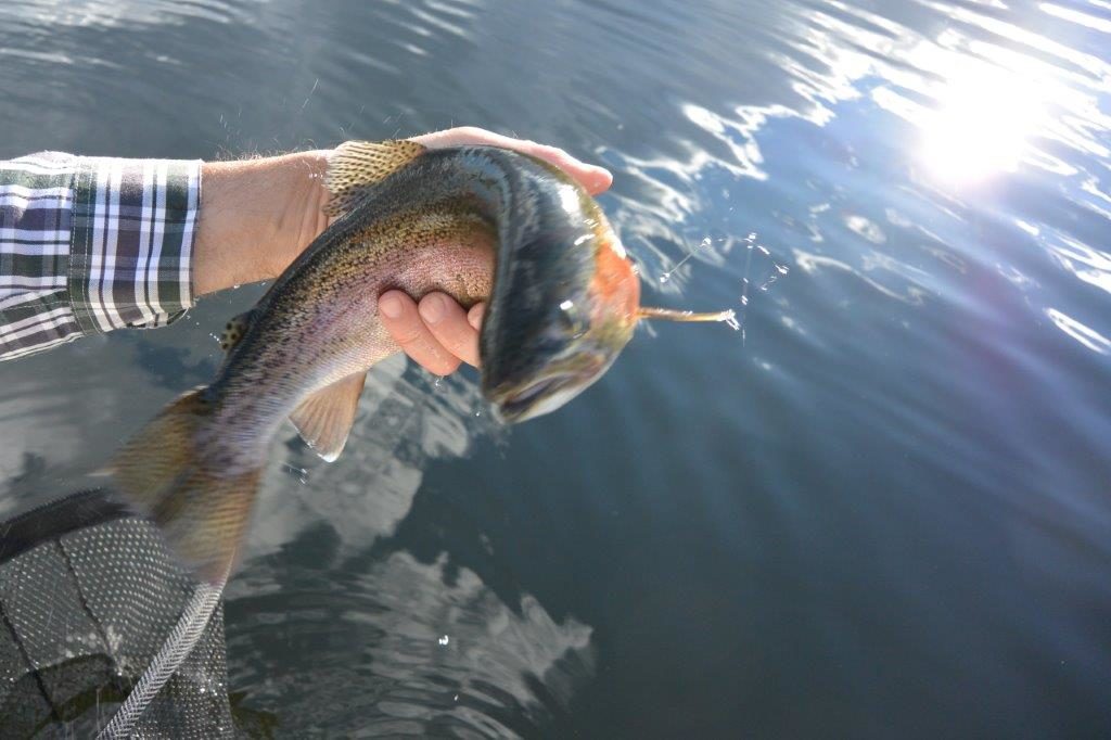 A nice rainbow caught on a beetle dry refuses to hold still for the camera.