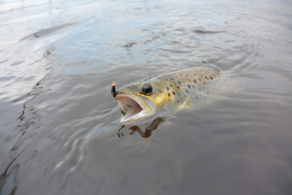 A Talbot brown from amongst the redfin runts.