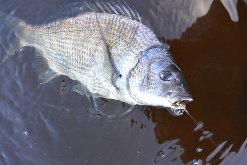 A bream located by first feeling for the weed-beds with the fly.