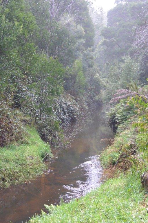 By this time of year, the Otway streams like Gellibrand see very little sunlight.