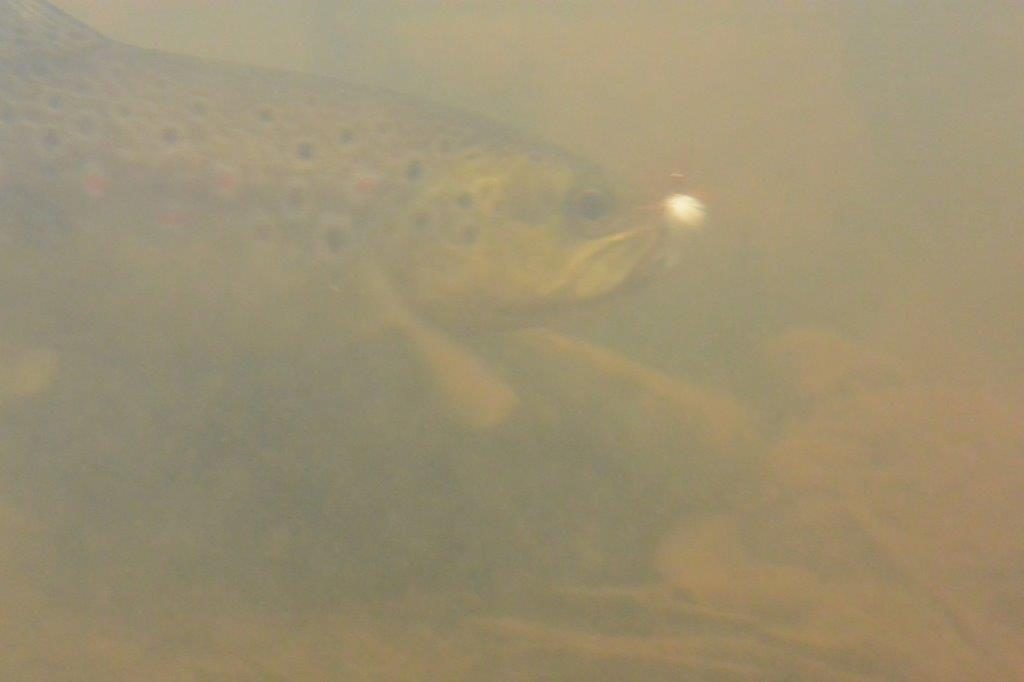 Success on a big Para Adams; final cast on the Gellibrand.