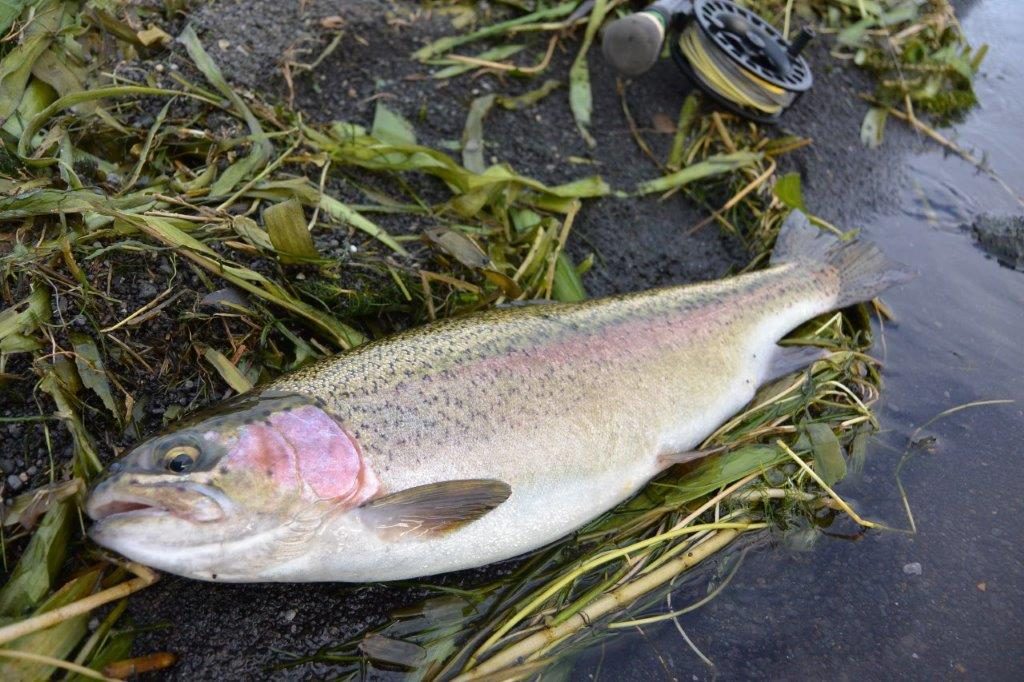 Off the mark with a fat rainbow.