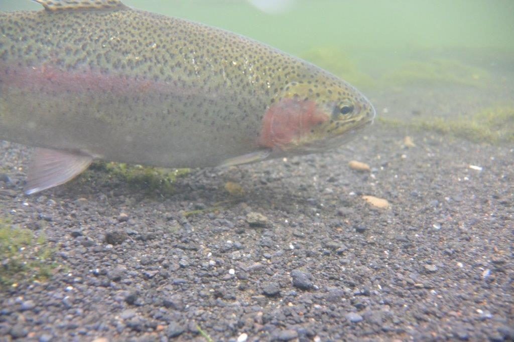 A Purrumbete trout's eye view.
