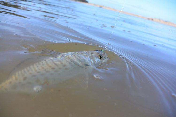 It was often a salmon a cast at high tide. 