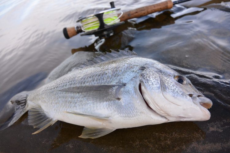 The bream were behaving a bit differently, but we managed to catch a few each day. 