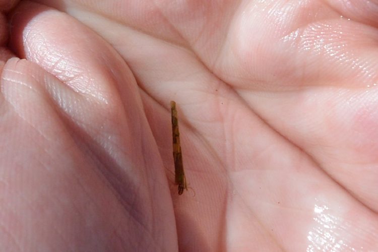 Stick caddis were out and about at Wartook, as were, smelt, flooded-out grubs; even beetles and dragronflies