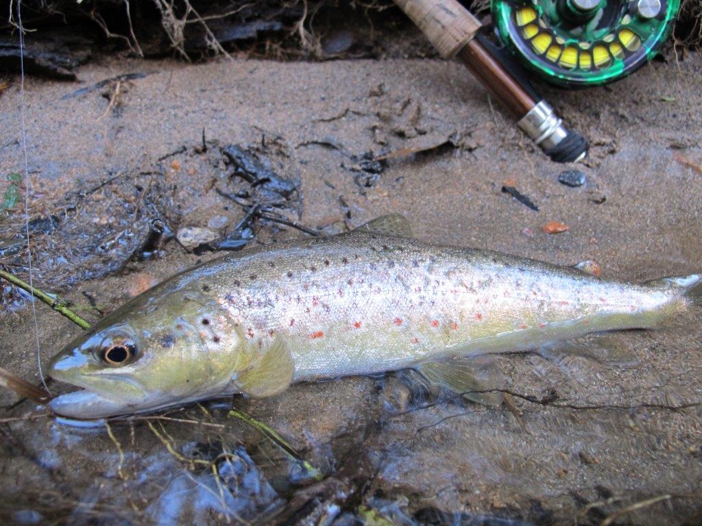 Nothing came to the dry, but patiently fishing nymphs close to the bottom produced a few browns and a rainbow.