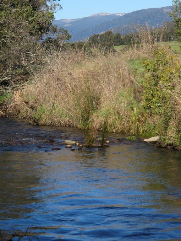 Acoustic tagging on the Delatite River has revealed some interesting information about trout movement in response to water temperature.