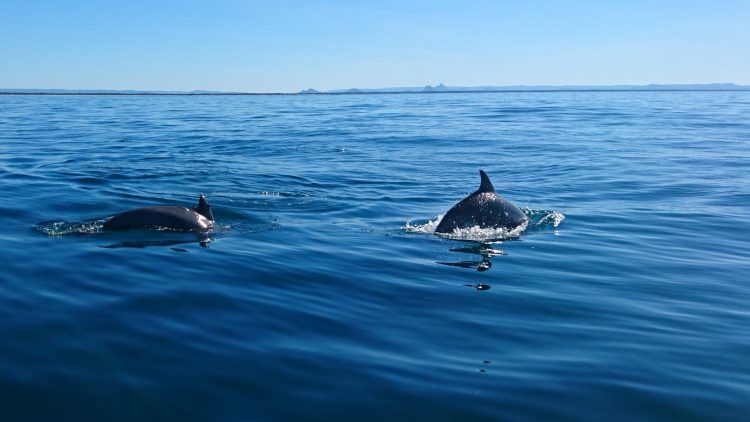 Dolphins