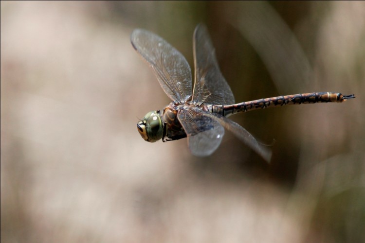 Dragon fly
