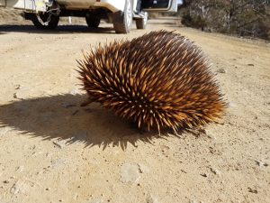 Echidna s