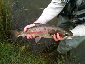 Eelco Rainbow