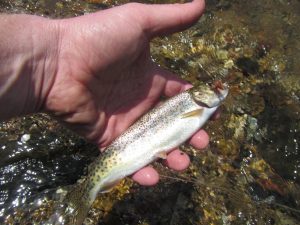 Explorers Creek Rainbow and Wulff