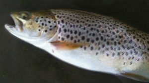 Fatty brown